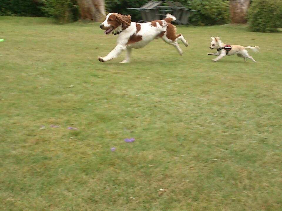 Chihuahua Gabi billede 5