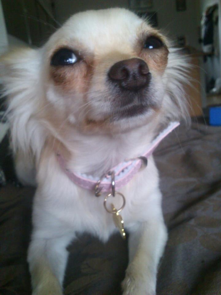 Chihuahua Gabi billede 1