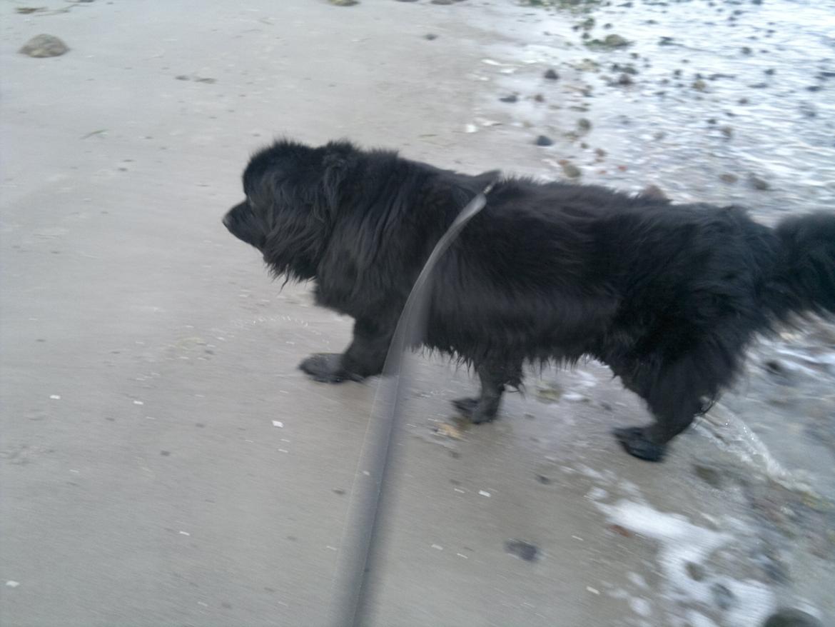 Newfoundlænder romeo billede 2