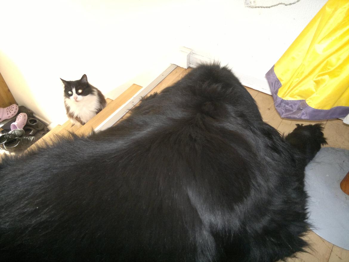 Newfoundlænder romeo billede 3