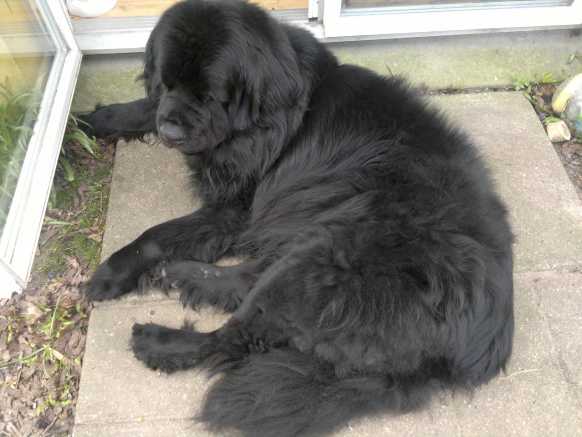 Newfoundlænder romeo billede 4