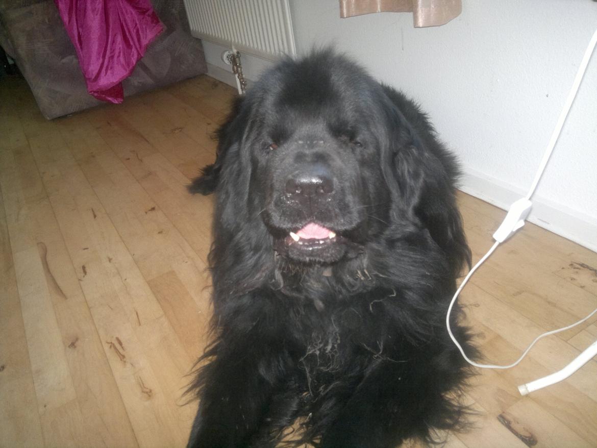 Newfoundlænder romeo billede 5