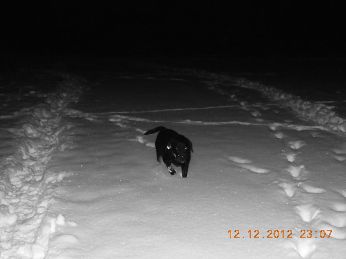 Labrador retriever Molly [himmelhund] - 12-12-12 Jaaa tur i sneen :D billede 2