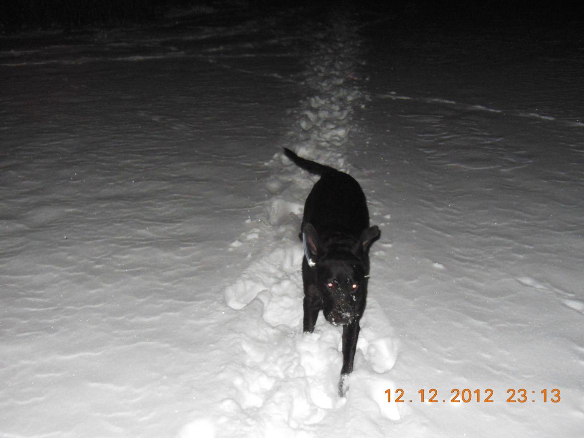 Labrador retriever Molly [himmelhund] - 12-12-12 Wuhuu det er bare sjovt med alt det her sne.. billede 3