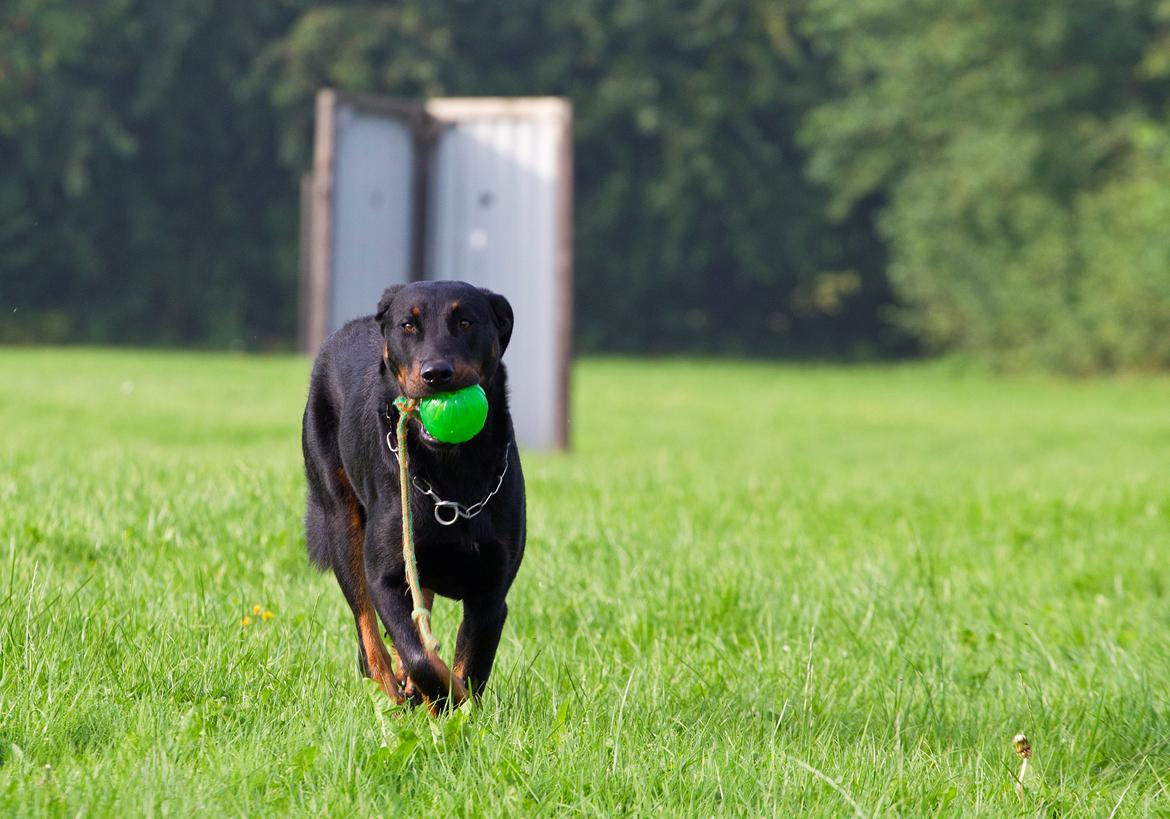 Beauceron Woodt Light Blance billede 13