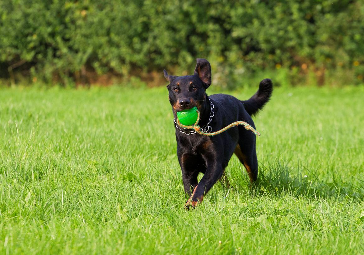 Beauceron Woodt Light Blance billede 14