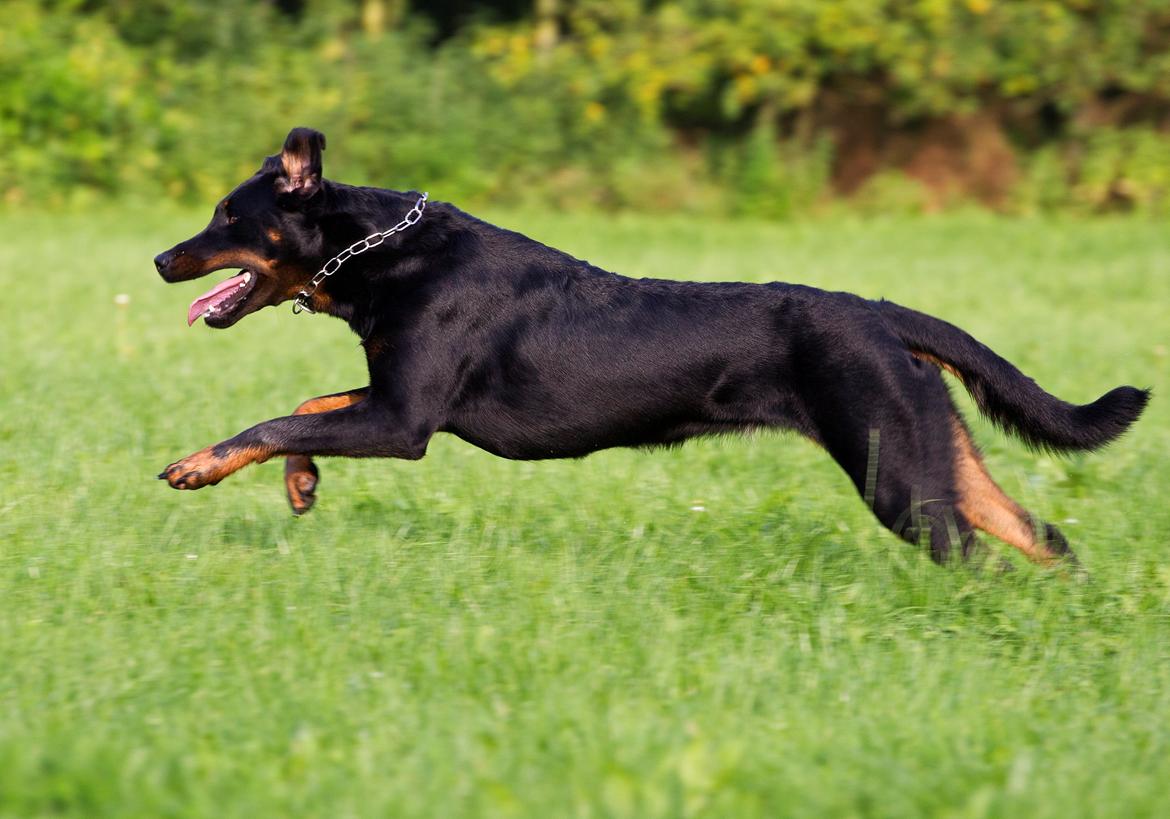 Beauceron Woodt Light Blance - Fuld galop! billede 2
