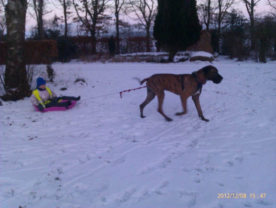 Grand danois Zeus - Zeus nød sneen sammen med olivia. Når selen kommer frem bliver han helt kåd.. slædehunde job juhu.... billede 20