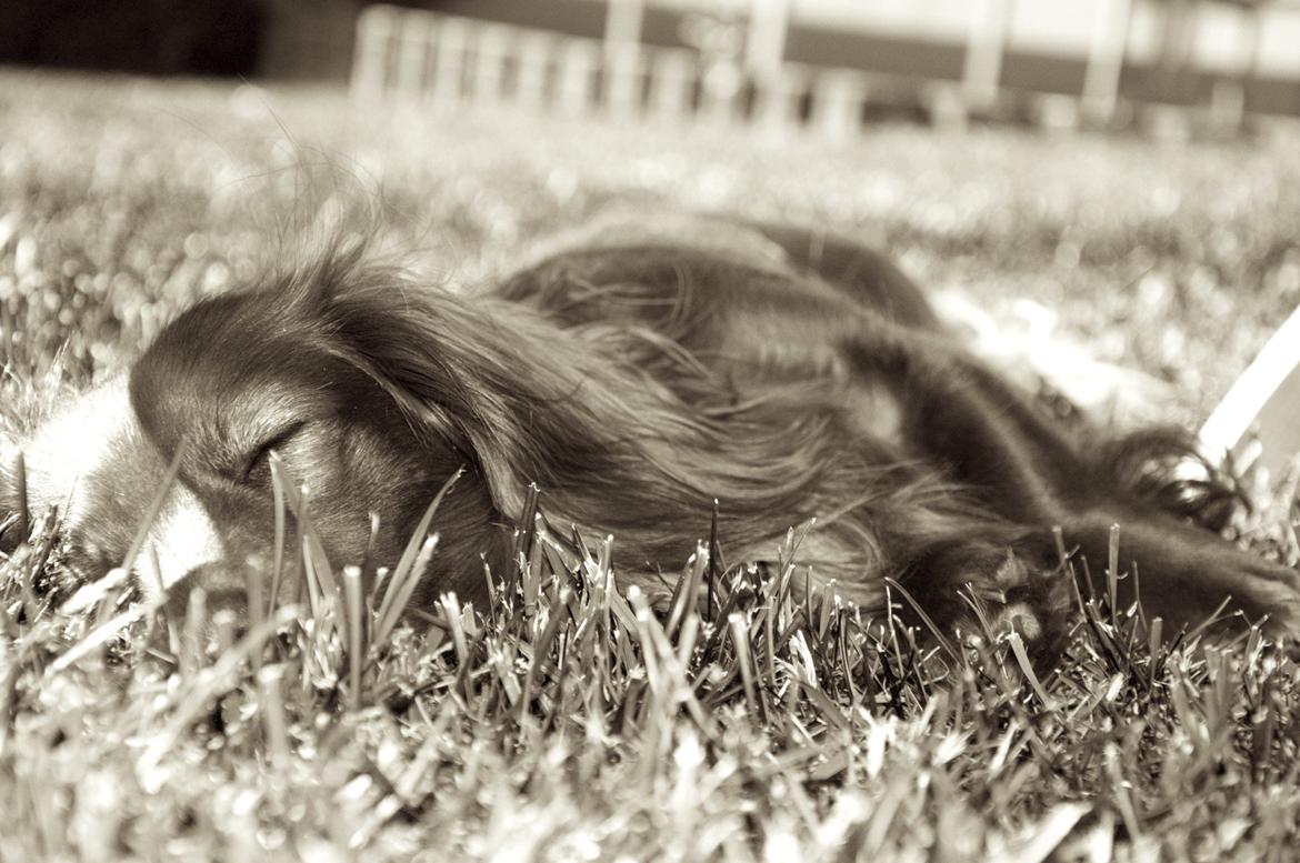 Dværggravhund Fennima billede 1