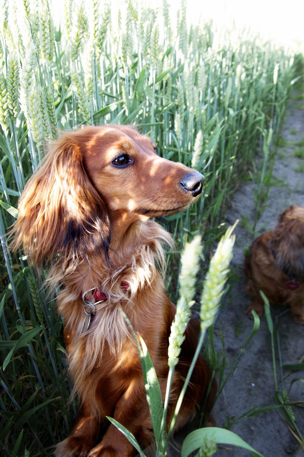 Dværggravhund Fennima billede 2