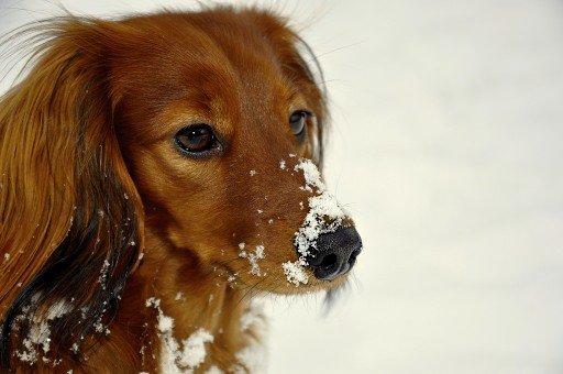 Dværggravhund Fennima billede 3
