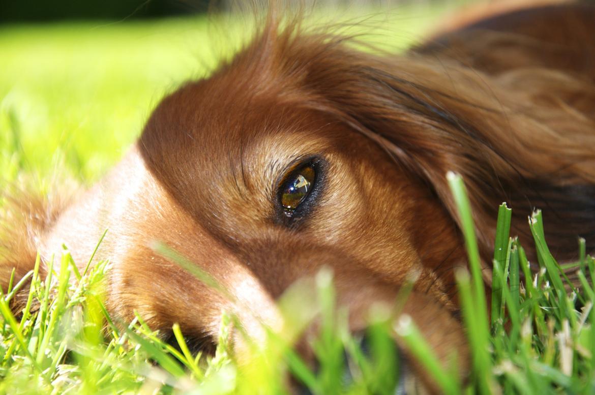 Dværggravhund Fennima billede 4