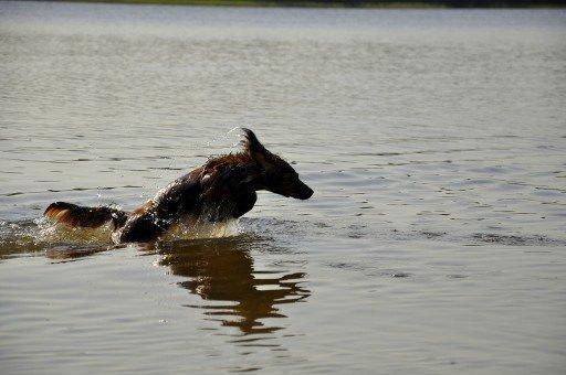 Dværggravhund Fennima billede 5