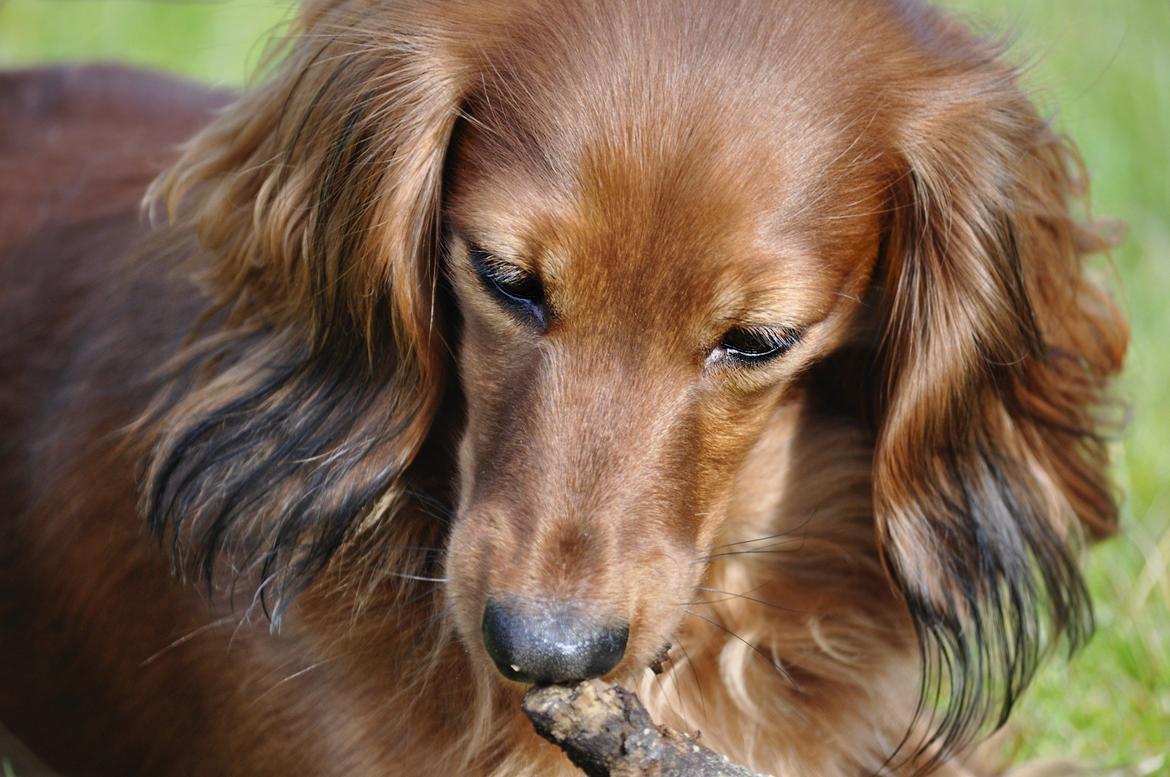 Dværggravhund Fennima billede 6