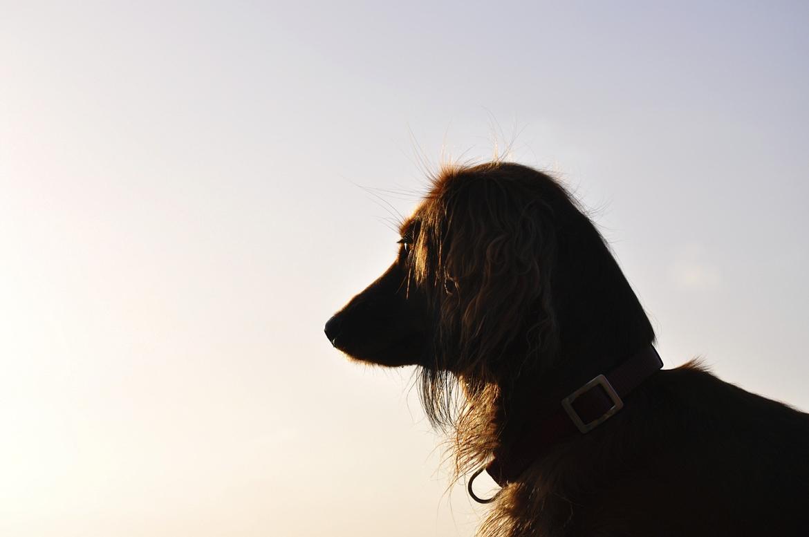 Dværggravhund Fennima billede 7