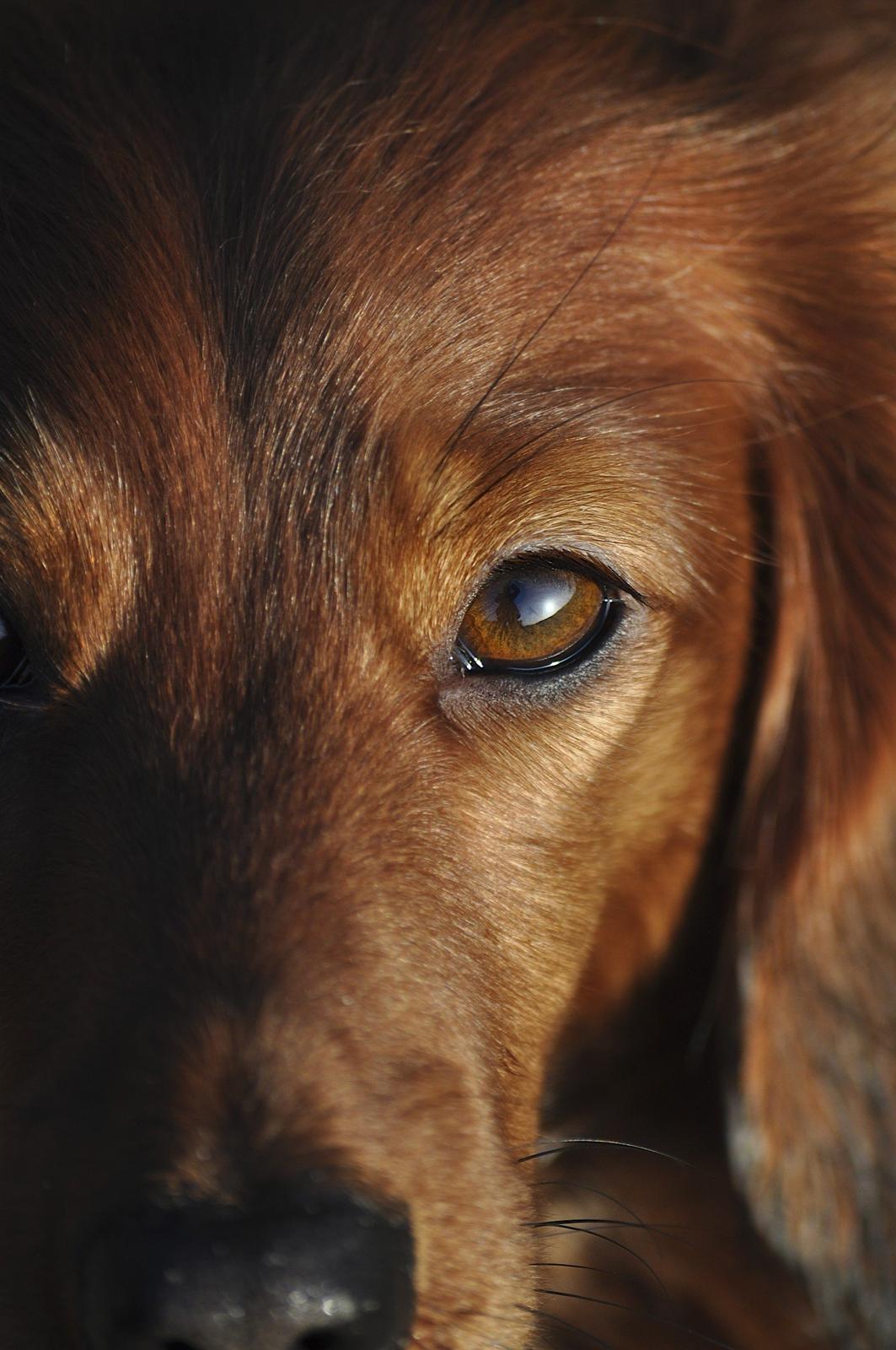 Dværggravhund Fennima billede 8