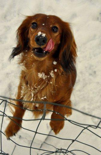 Dværggravhund Fennima billede 9