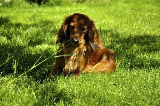 Dværggravhund Fennima billede 10