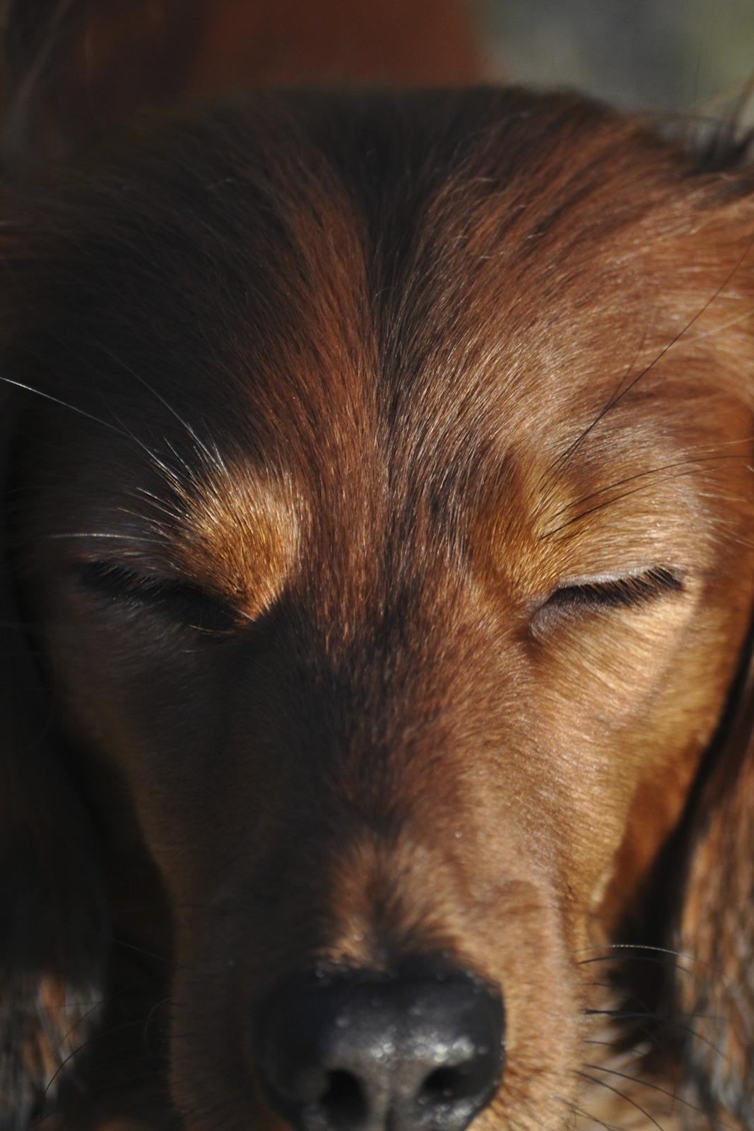 Dværggravhund Fennima billede 11