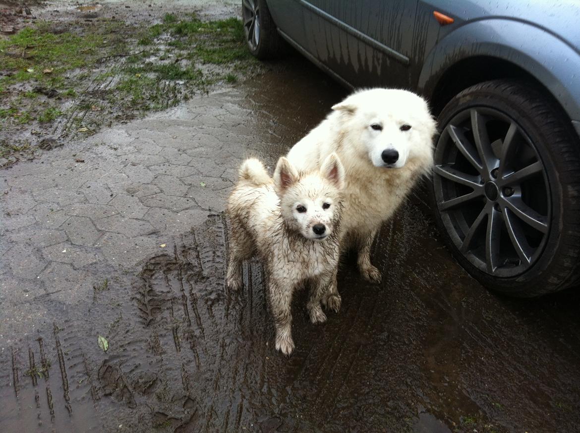 Samojedhund liva billede 3