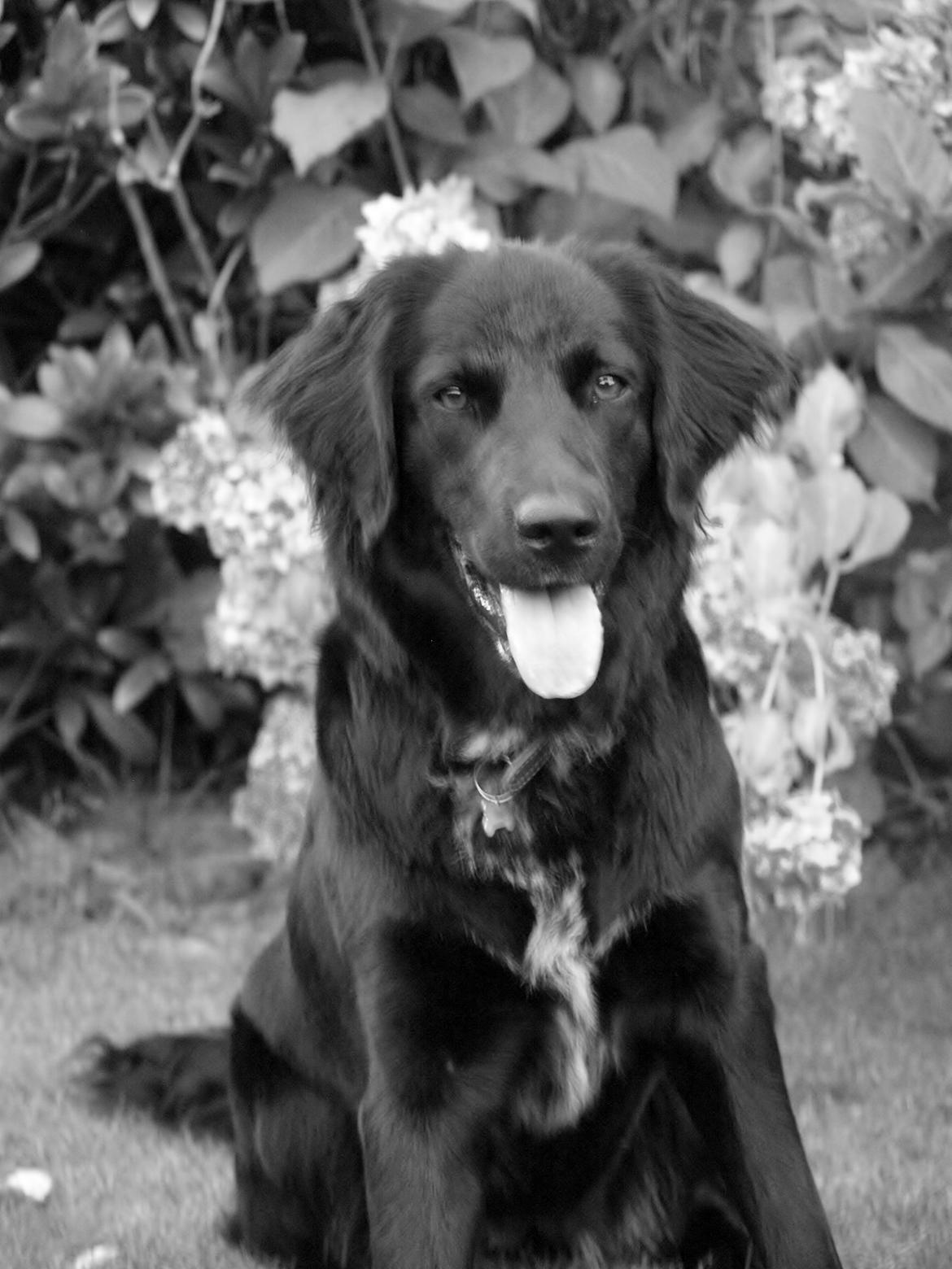 Blanding af racer Lucy billede 4