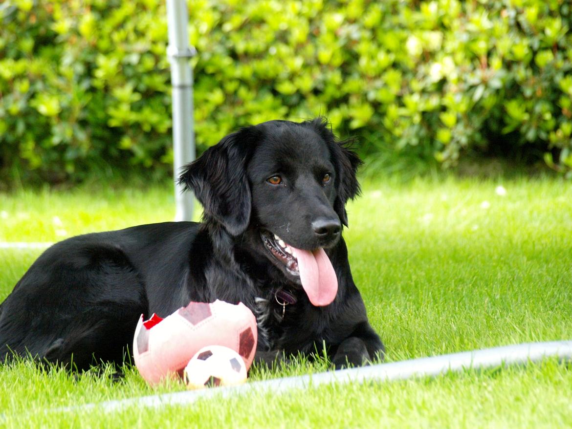 Blanding af racer Lucy billede 5