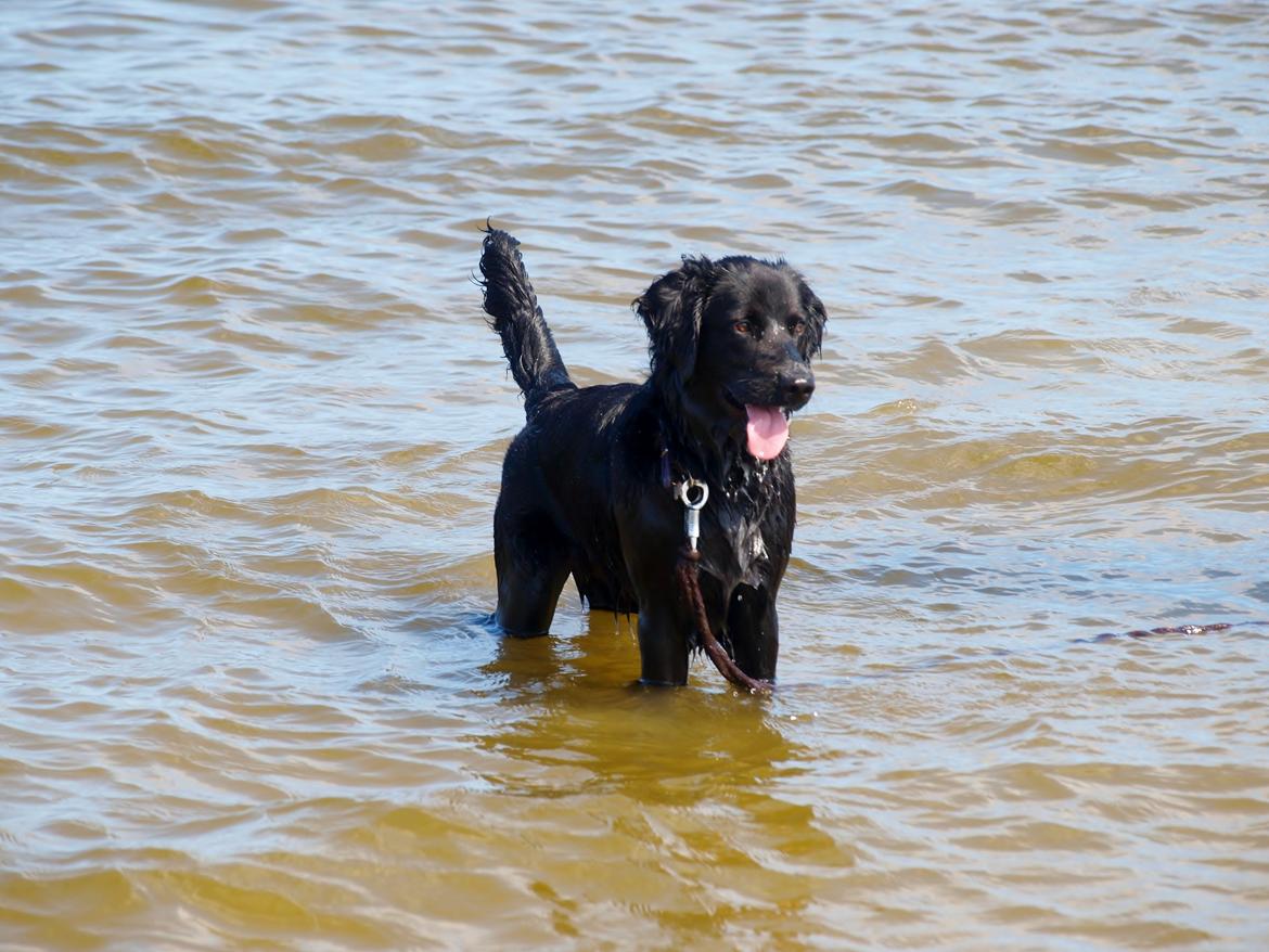 Blanding af racer Lucy billede 6