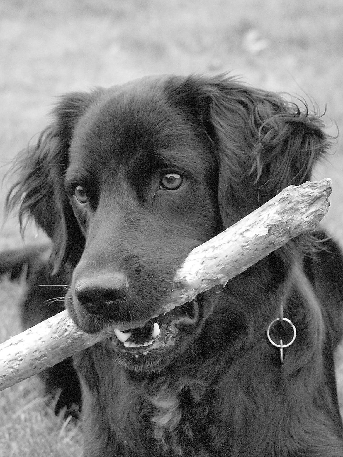 Blanding af racer Lucy billede 1