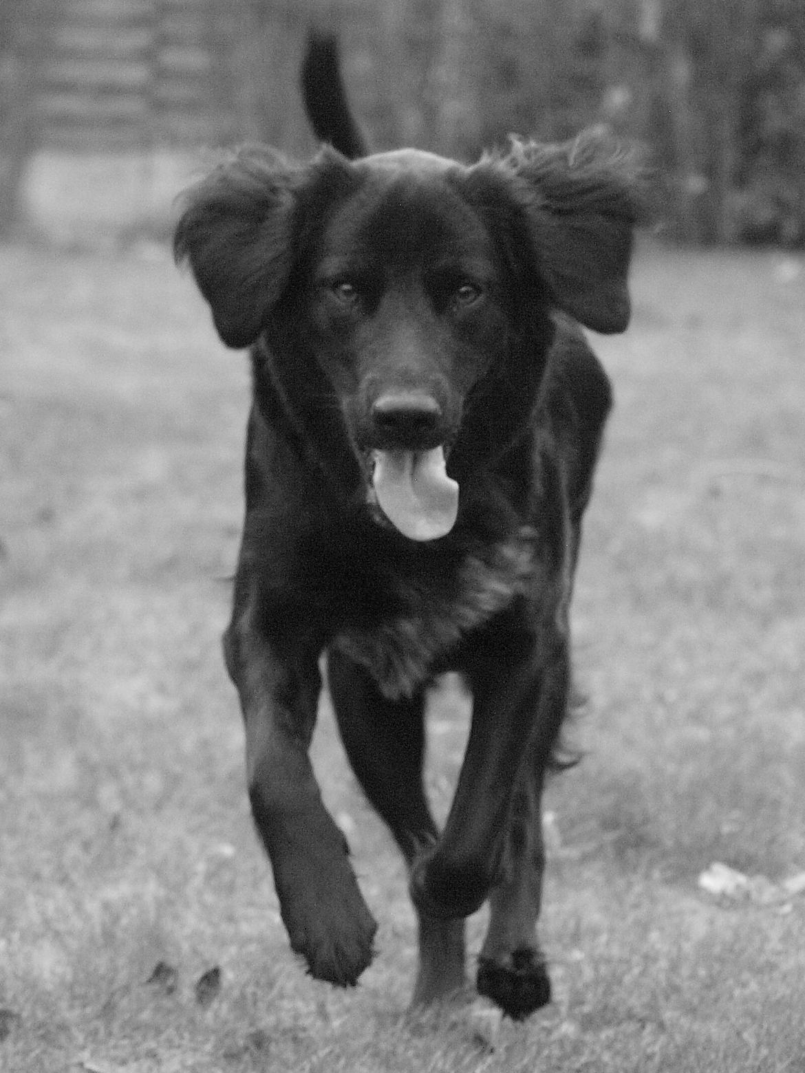 Blanding af racer Lucy billede 2