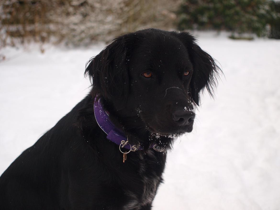 Blanding af racer Lucy billede 11