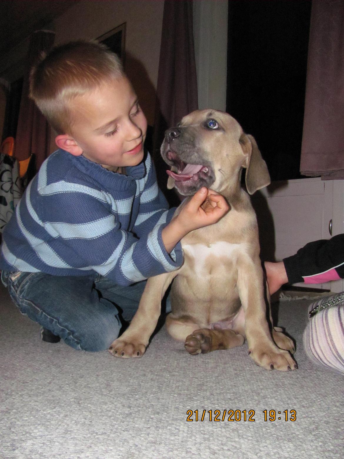 Cane corso Ashlan - ashlan. billede 1