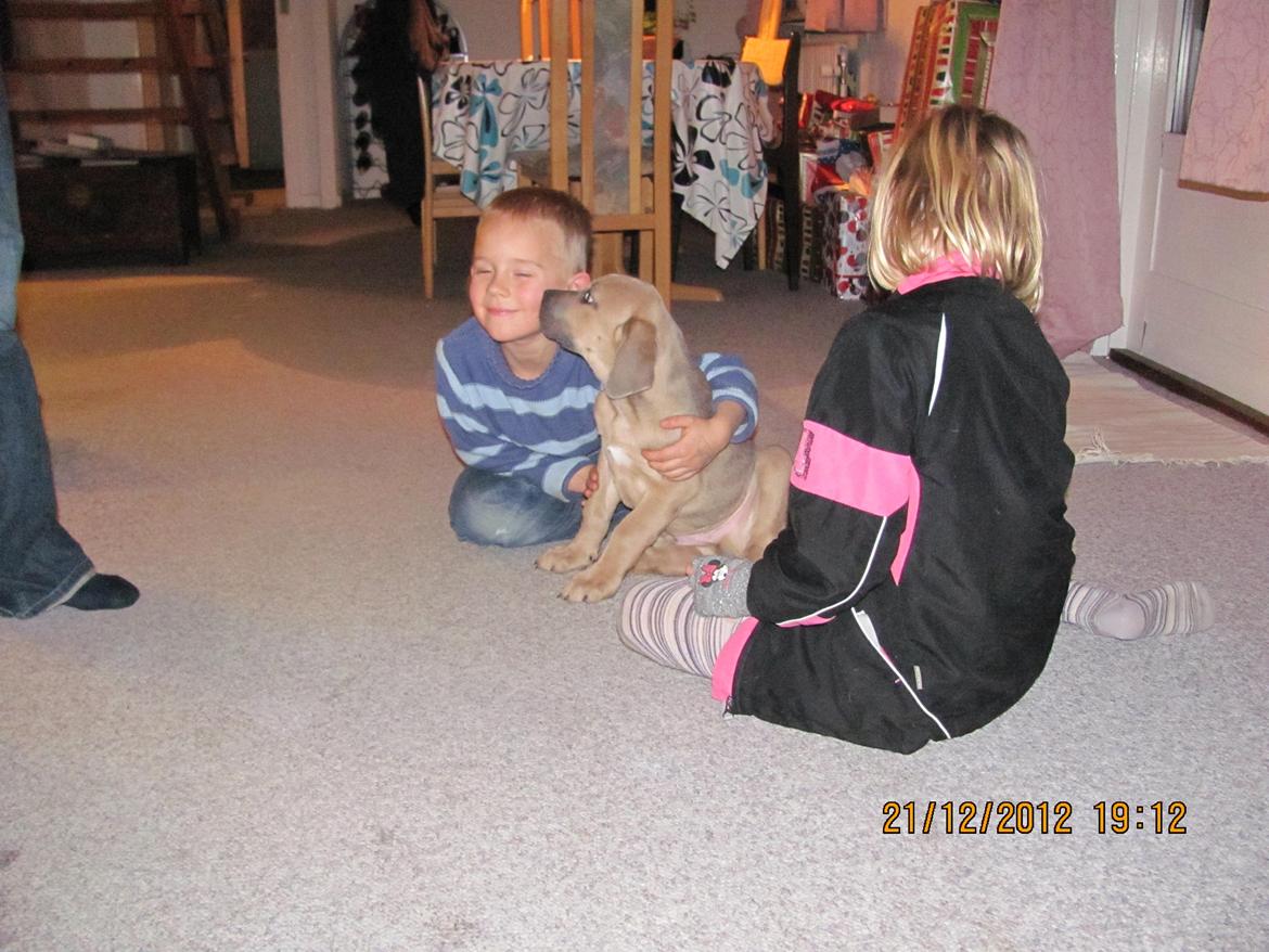 Cane corso Ashlan - lidt leg og hygge med min nye familie billede 2