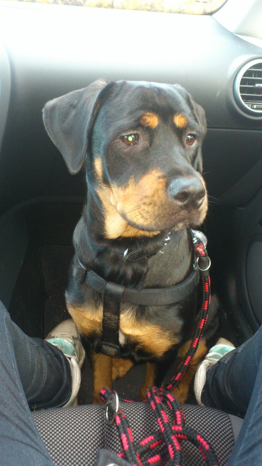 Rottweiler Sasha - Sasse elsker og køre bil :D billede 13