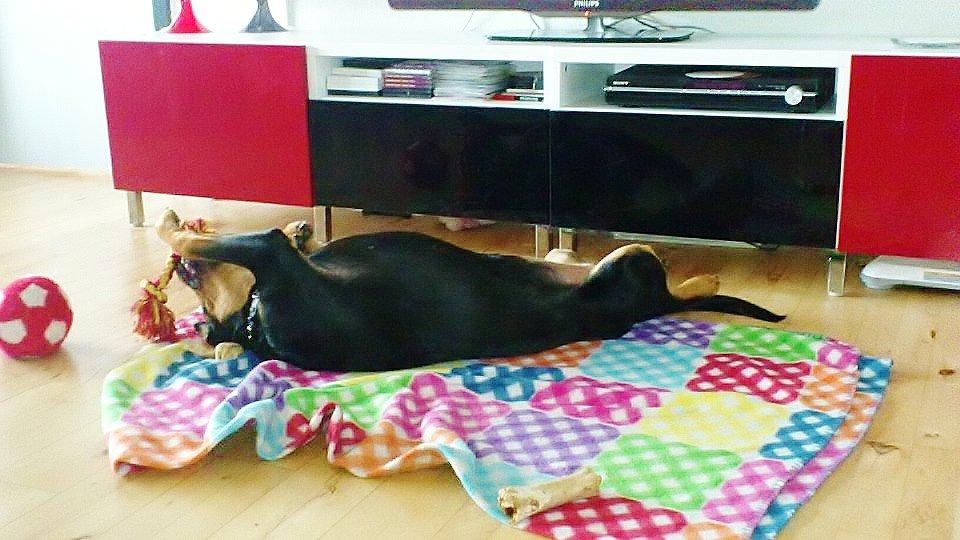 Rottweiler Sasha billede 14