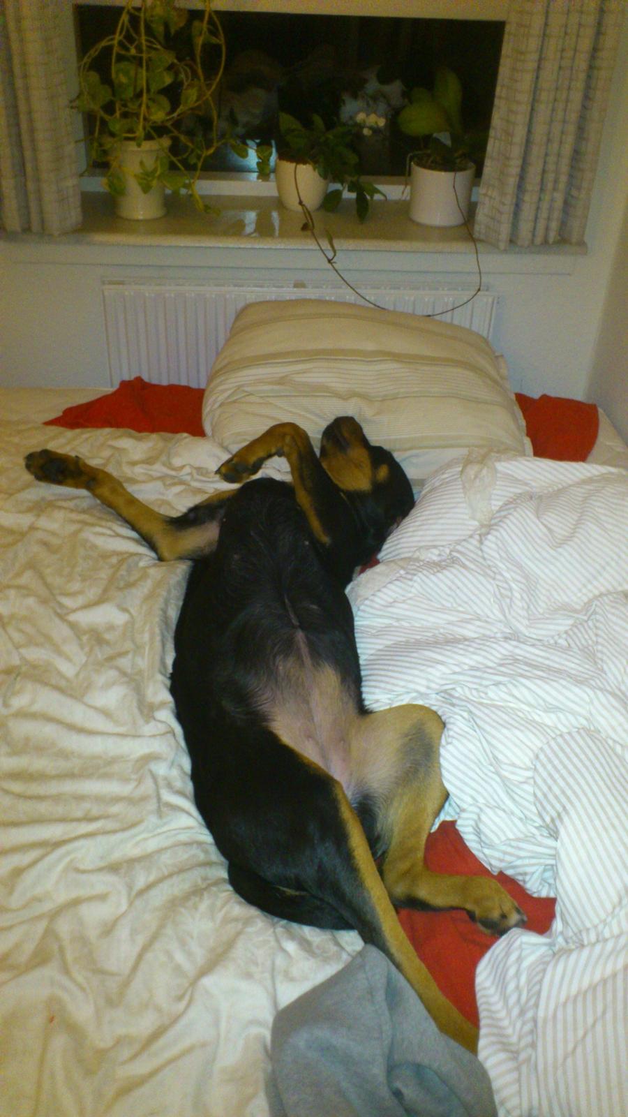 Rottweiler Sasha - "Du skulle ikke sove her, vel mor??"  billede 16