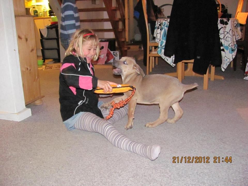 Cane corso Ashlan - ashlan og nana
 billede 3