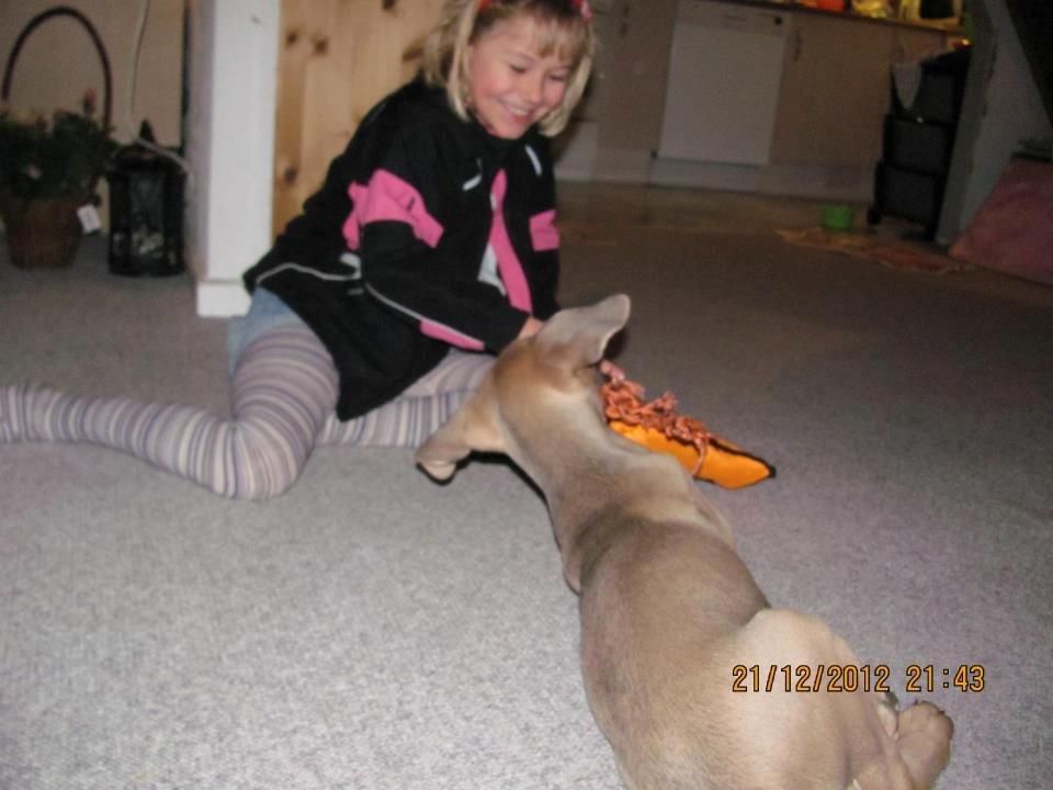 Cane corso Ashlan billede 4