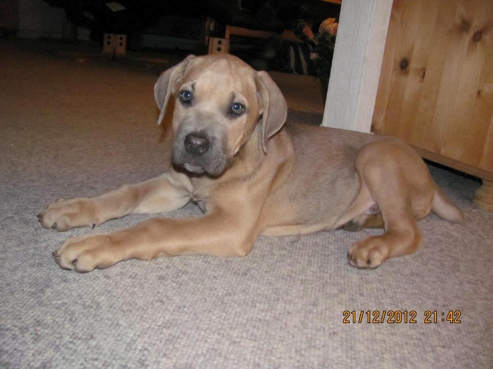 Cane corso Ashlan billede 5