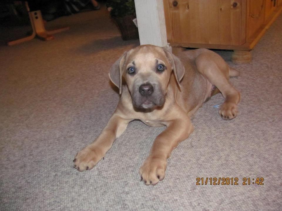 Cane corso Ashlan billede 6