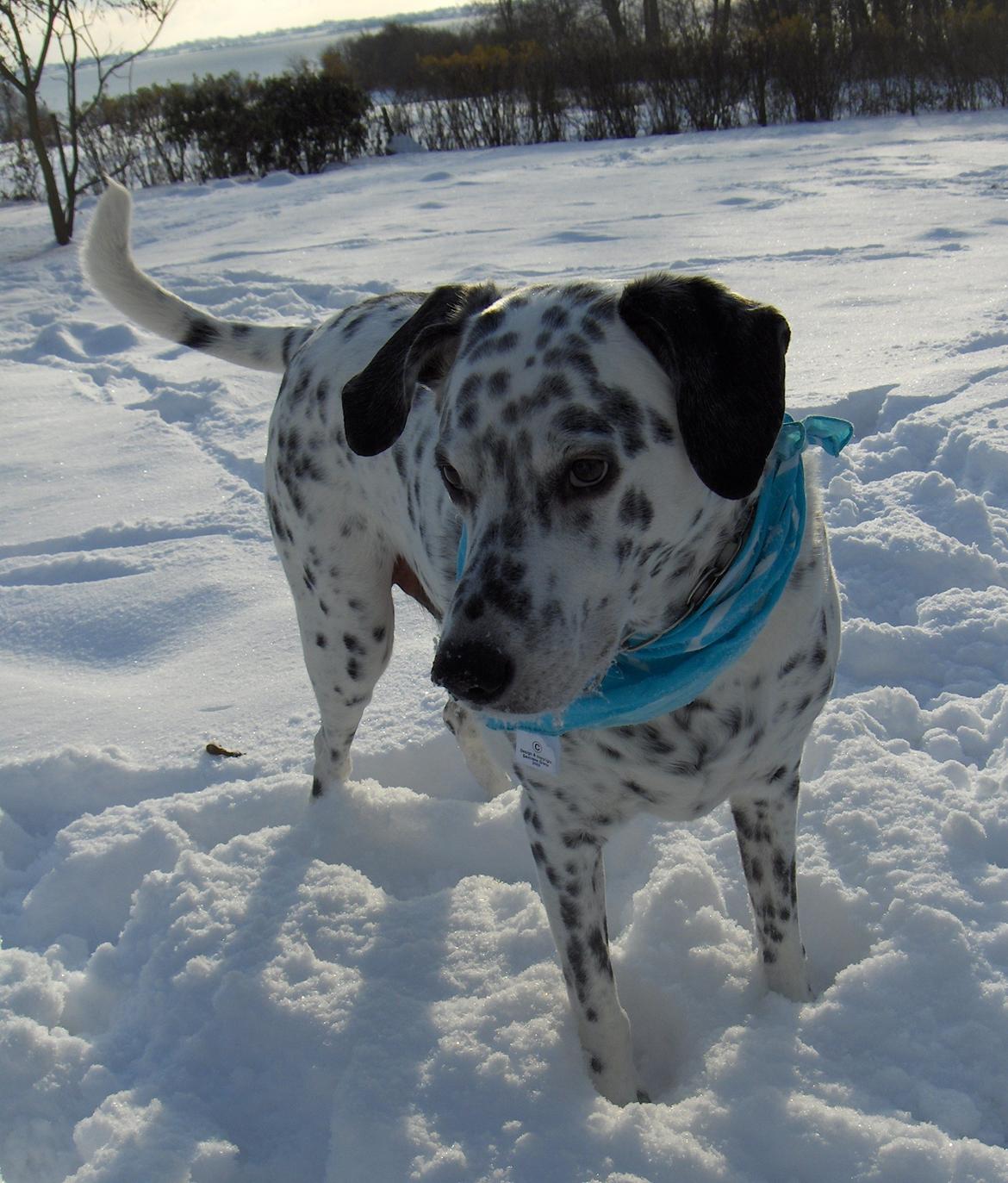 Blanding af racer Rollo - Rollo i år 2010. Her er han omkring 11 år  :) billede 18