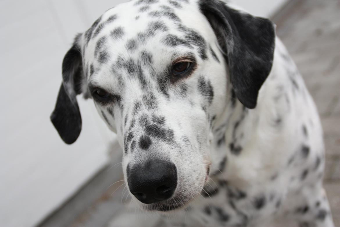 Blanding af racer Rollo - Rollo 13 år billede 19