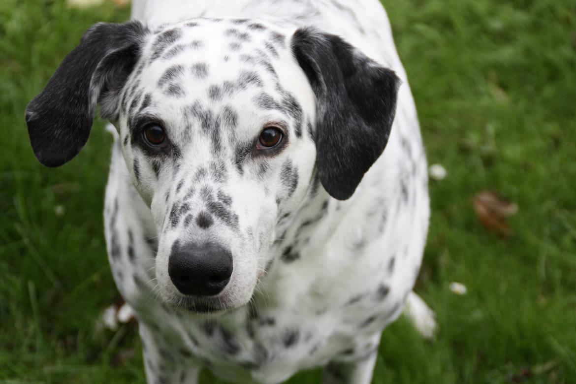 Blanding af racer Rollo - Rollo 13 år billede 20