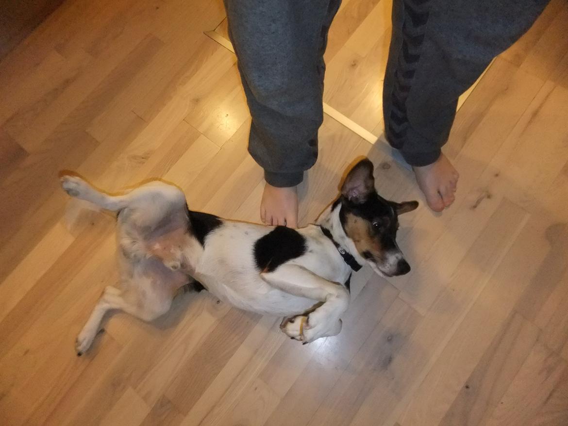 Dansk svensk gaardhund Tikko billede 3