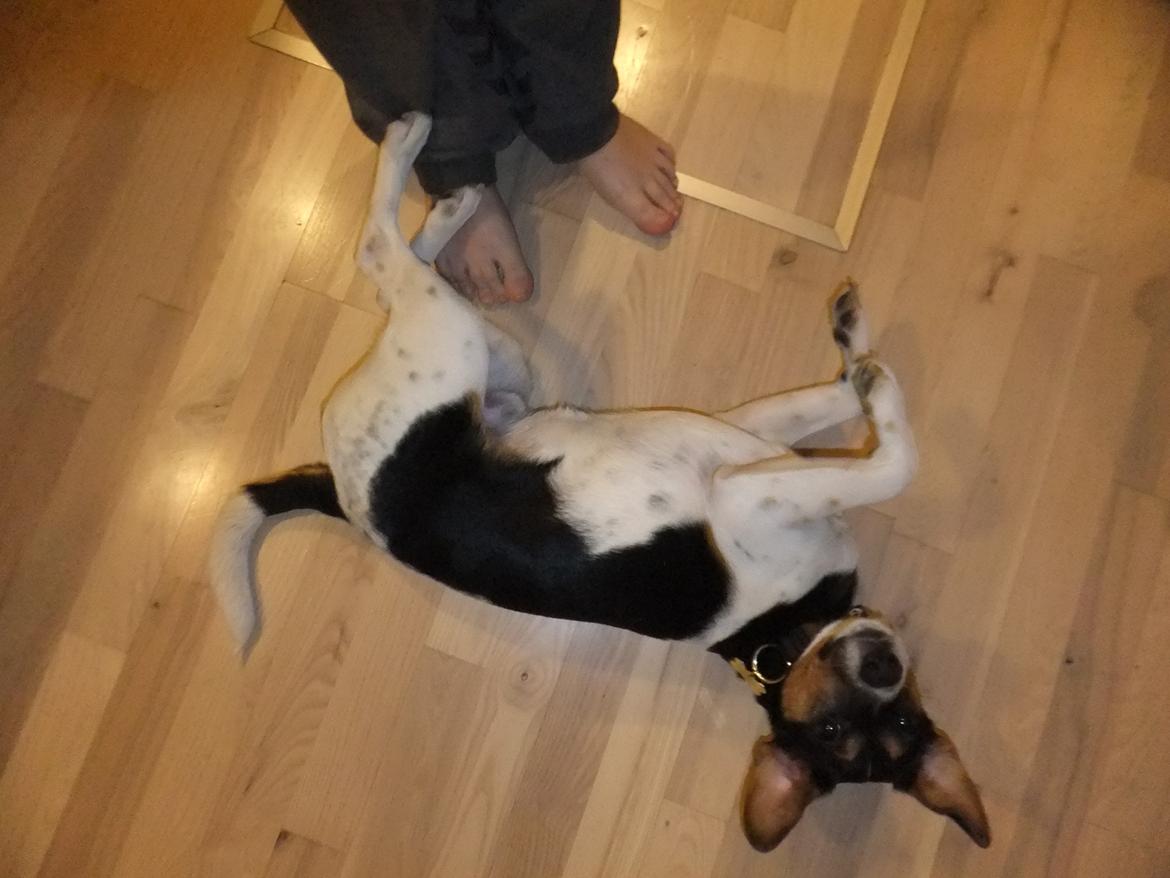 Dansk svensk gaardhund Tikko billede 4