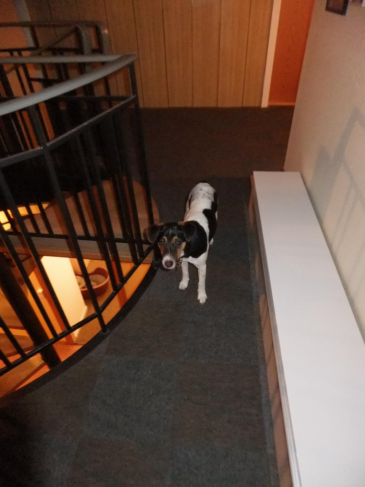 Dansk svensk gaardhund Tikko billede 5