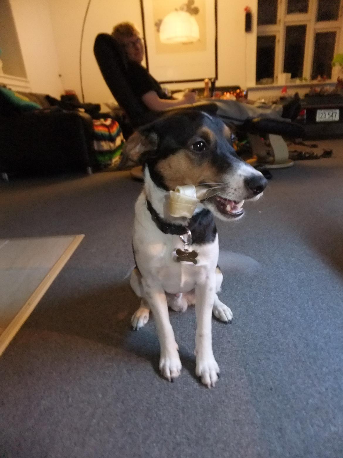 Dansk svensk gaardhund Tikko billede 6