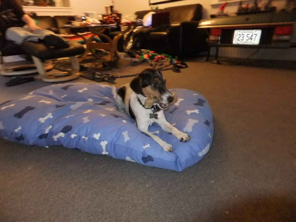 Dansk svensk gaardhund Tikko billede 7