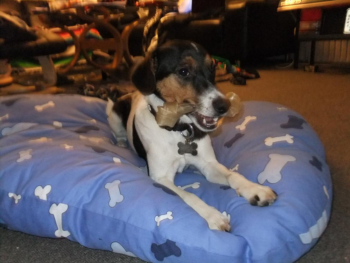 Dansk svensk gaardhund Tikko billede 8