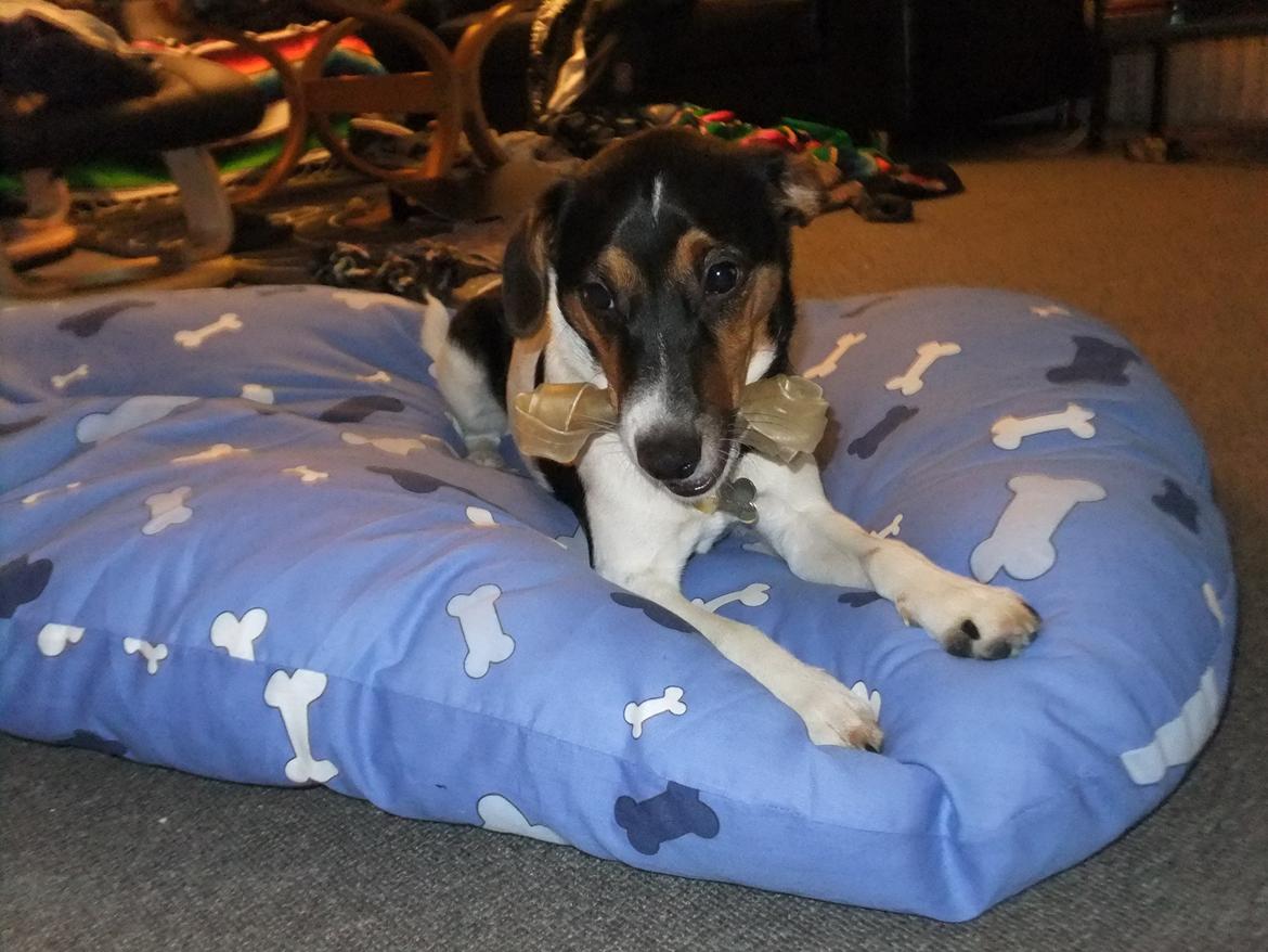 Dansk svensk gaardhund Tikko billede 9