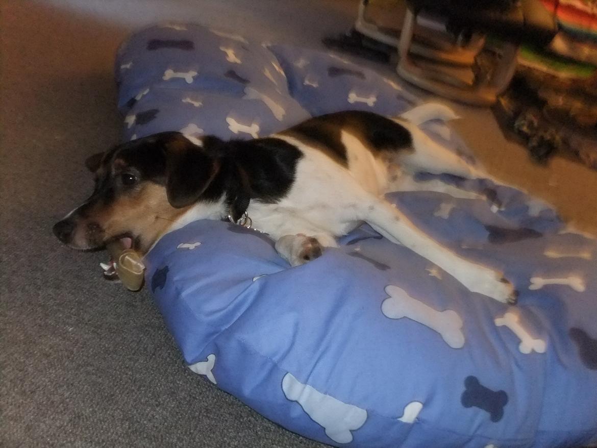 Dansk svensk gaardhund Tikko billede 10